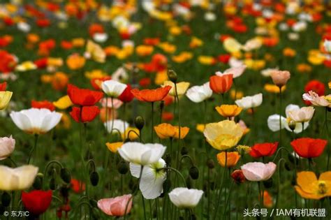 虞美人種植|虞美人草 (Papaver rhoeas) 照顧，種植，繁殖，開花時間